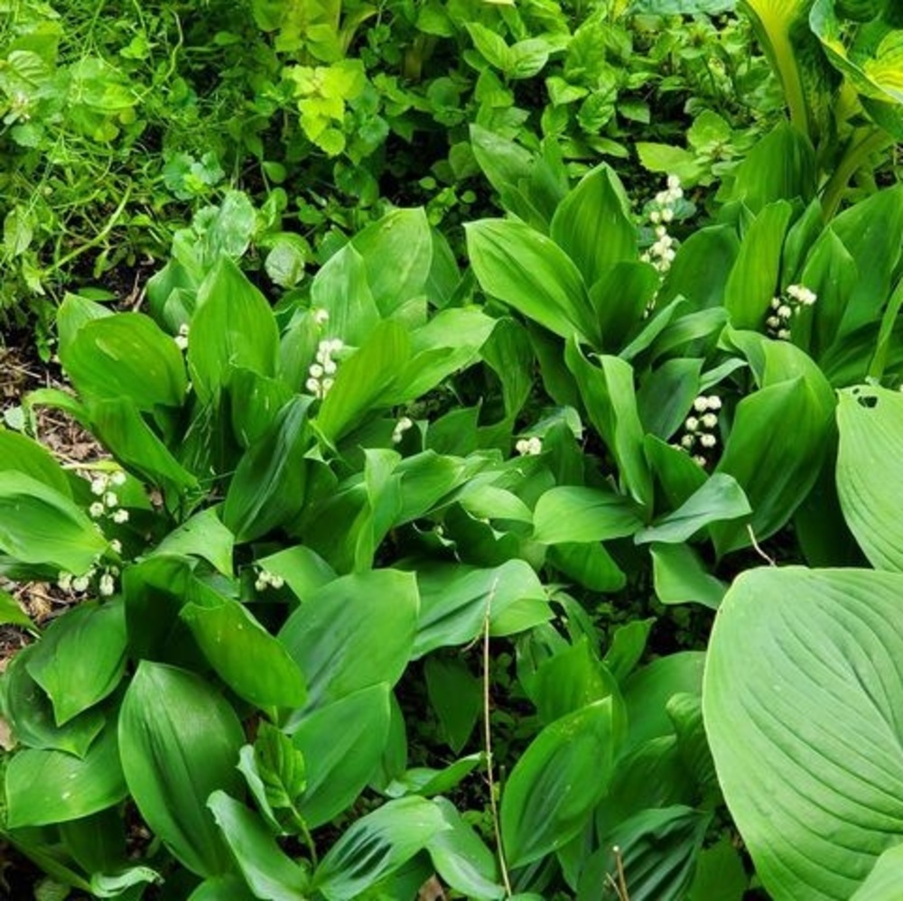 Meet your Posher, Bill-delores